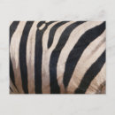 Search for black and white zebra postcards Photography