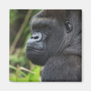 Search for captive magnets Wildlife