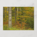 Search for new hampshire postcards White mountain national forest