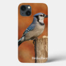 Search for blue jay cases Bird
