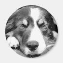 Recherche de colley magnets Collie bore