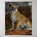 Search for catamount posters Nature