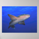 Search for ambergris posters Ocean