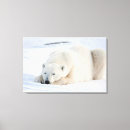 Search for danita delimont canvas prints Bear