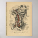 Recherche de tête humaine posters Anatomie