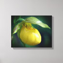 Search for slippers photography Lady slipper