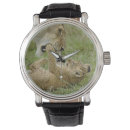 Search for predator watches Cat