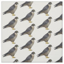 Search for falcon Raptor