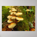 Recherche de remorquage posters Champignon
