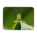 Search for grasshopper magnets Macro
