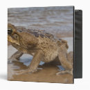 Search for bufo Wildlife