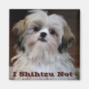 Search for shihtzu Dog