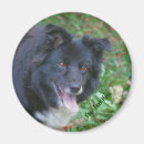 Recherche de de border collie magnets Dog