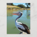Recherche de pélicans cartes postales Australie