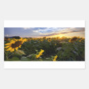 Search for blooming sunflower stickers Nature