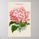 Recherche de hortensia rose posters Fleurs