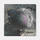 Recherche de pigeon magnete Photographie