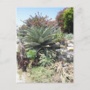 Search for vera postcards Aloe