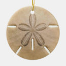 Search for shells ornaments Marine life