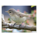 Search for backyard birds posters Birdwatching