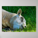 Search for cool sheep posters Funny