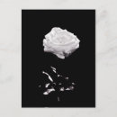 Search for rose background postcards Beautiful