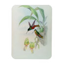 Recherche de colibri magnets Coloré