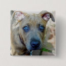 Search for pit buttons Puppy