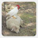 Recherche de moutons photographie Blanc