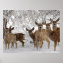 Search for mule posters Winter
