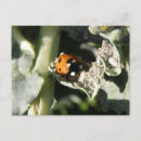 Search for creepy crawlies postcards Beetles