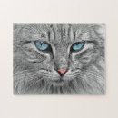 Recherche de chatte puzzles Tabby
