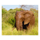 Search for wild africa posters Elephant