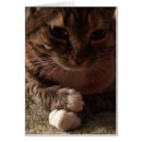 Search for deep thoughts Feline