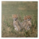 Recherche de guépards carreaux Faune