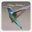Search for hummingbird birthday Nature