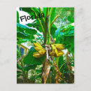 Recherche de bananier cartes postales Banane