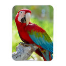 Search for beaks magnets Blue