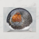Search for european robin bird postcards Red