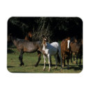 Recherche de mustang magnets Groupe