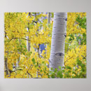 Search for aspen posters Yellow