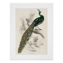 Recherche de histoire naturelle posters Oiseaux