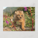 Recherche de canada lynx posters Superstock