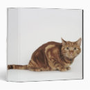 Search for orange cat binders Cats