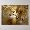 Search for lioness art Lions
