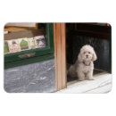 Recherche de caniche magnets Mignon