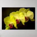 Recherche de orchids posters Jaune