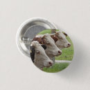 Search for holstein buttons Cattle