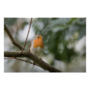 Search for robin posters Redbreast