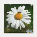Search for bee image magnets Daisy